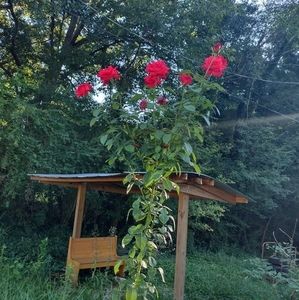 Meet your Posher, Jovita